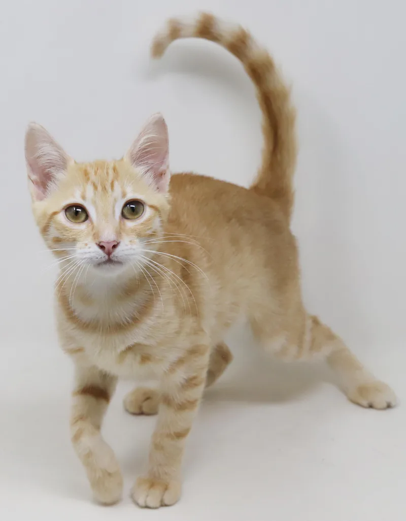 A baby small-sized female Tabby (Leopard / Spotted) Tabby cat named Rocky is an orange for adoption in Bedford Hills, NY