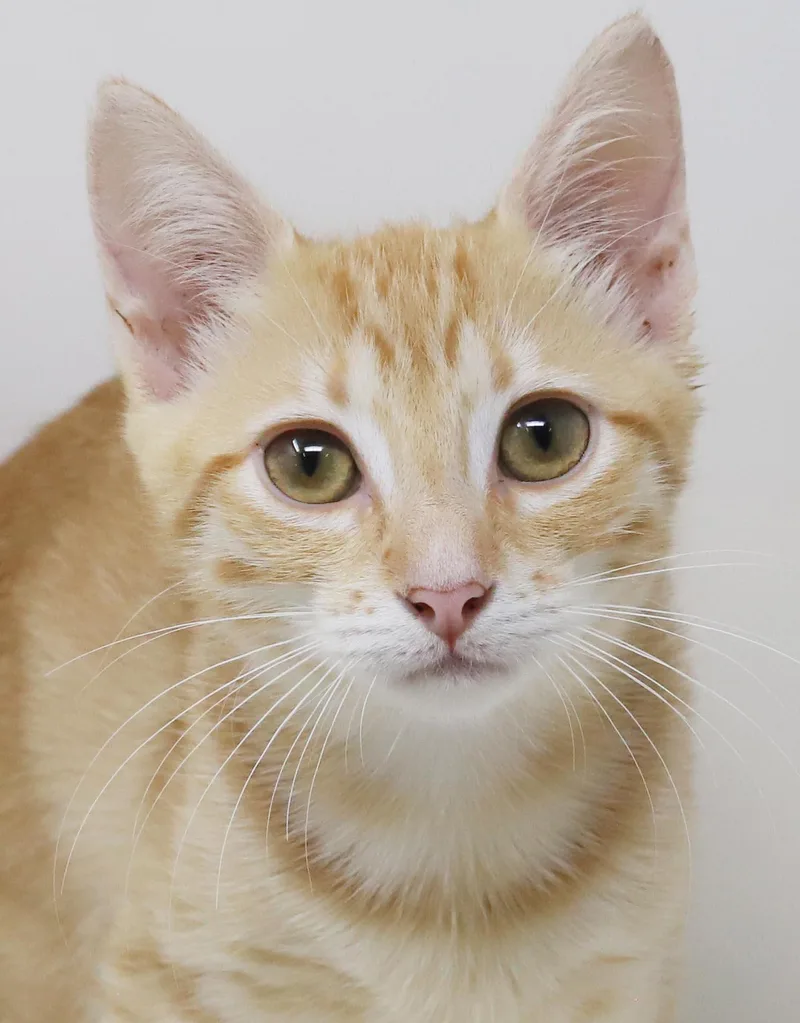 Rocky is an orange thumbnail 2
