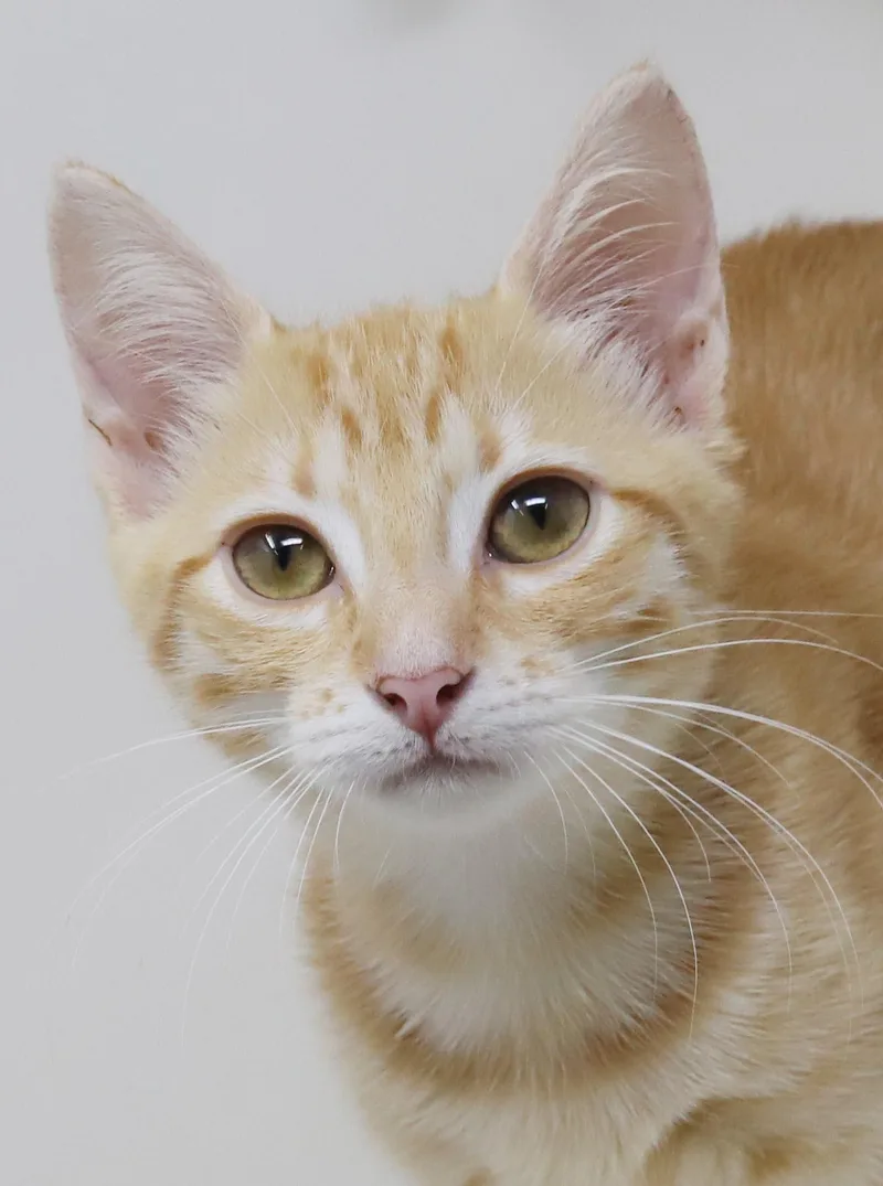 Rocky is an orange thumbnail 3