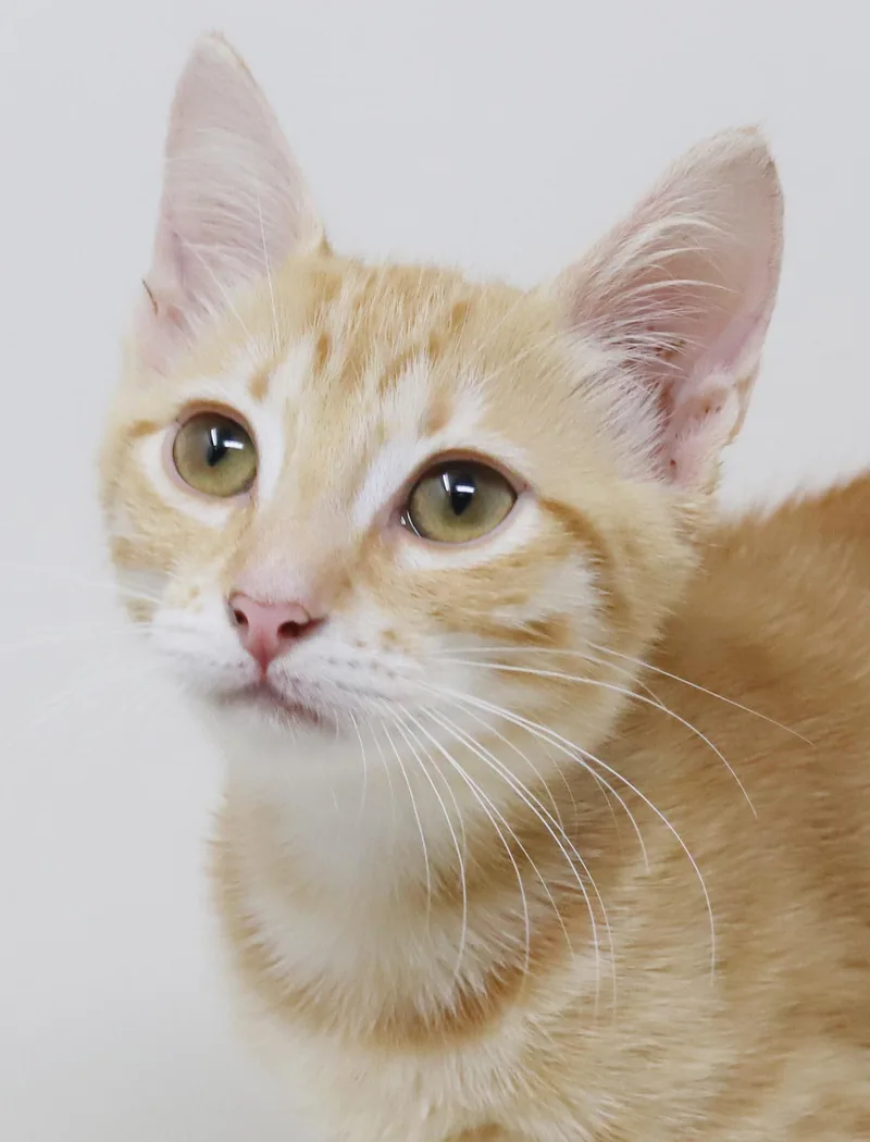 Rocky is an orange thumbnail 4