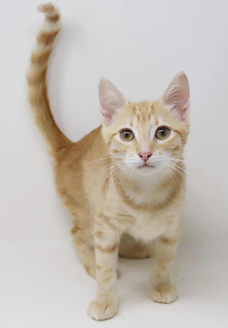 Rocky is an orange thumbnail 5