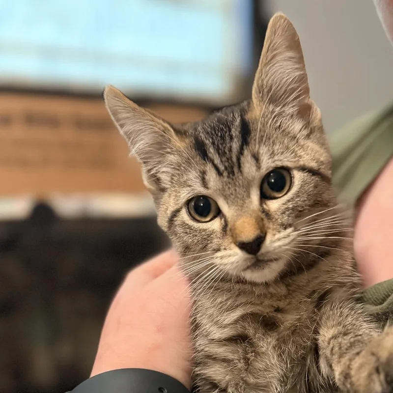 A baby small-sized male Domestic Short Hair cat named Pugsley Addams for adoption in Delaware, OH