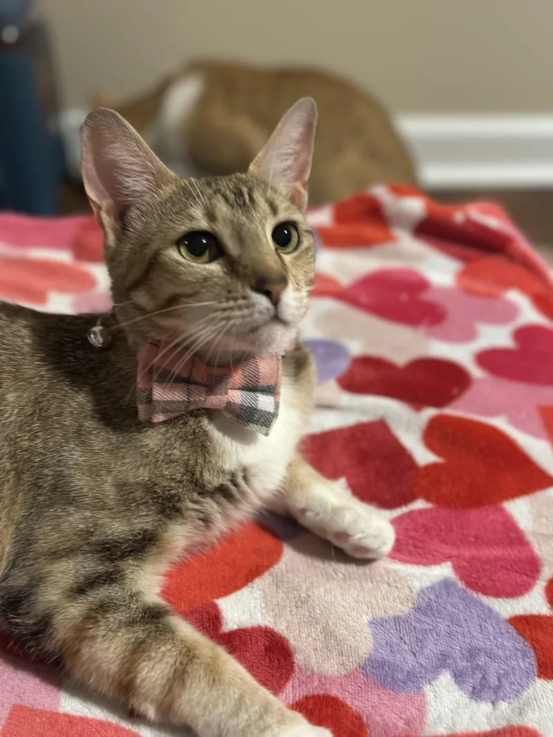 An adult medium-sized female Torbie Domestic Short Hair cat named Barbie And Liza for adoption in Woodstock, GA