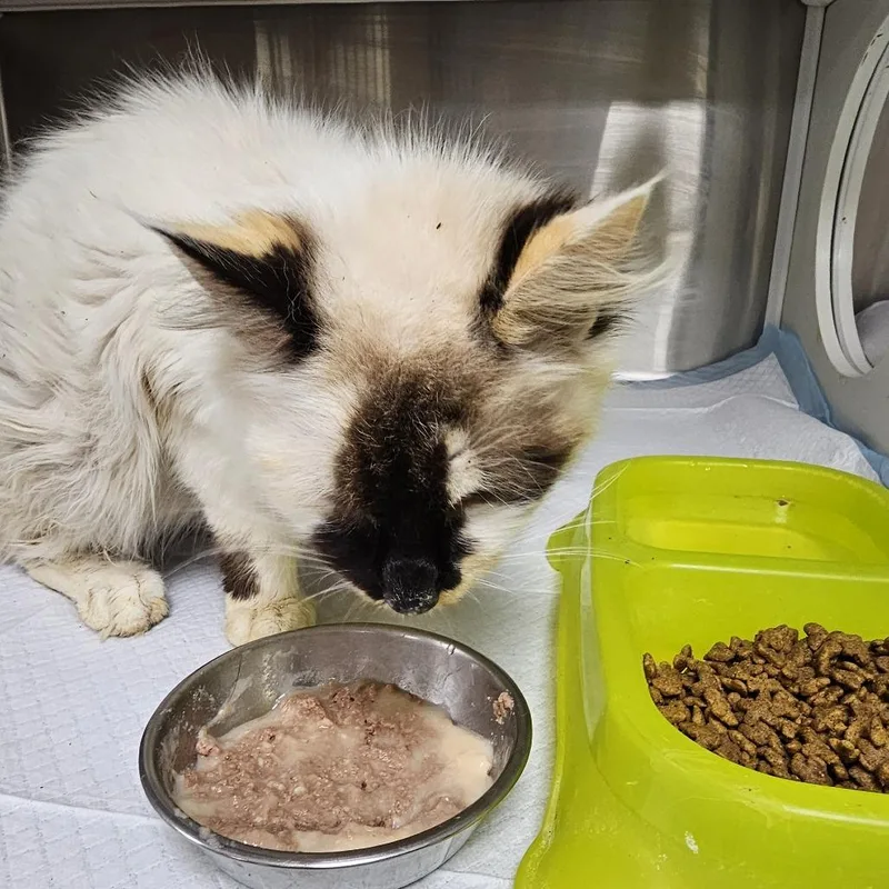A young medium-sized female Cream / Ivory Siamese cat named Smores for adoption in Donalsonville, GA