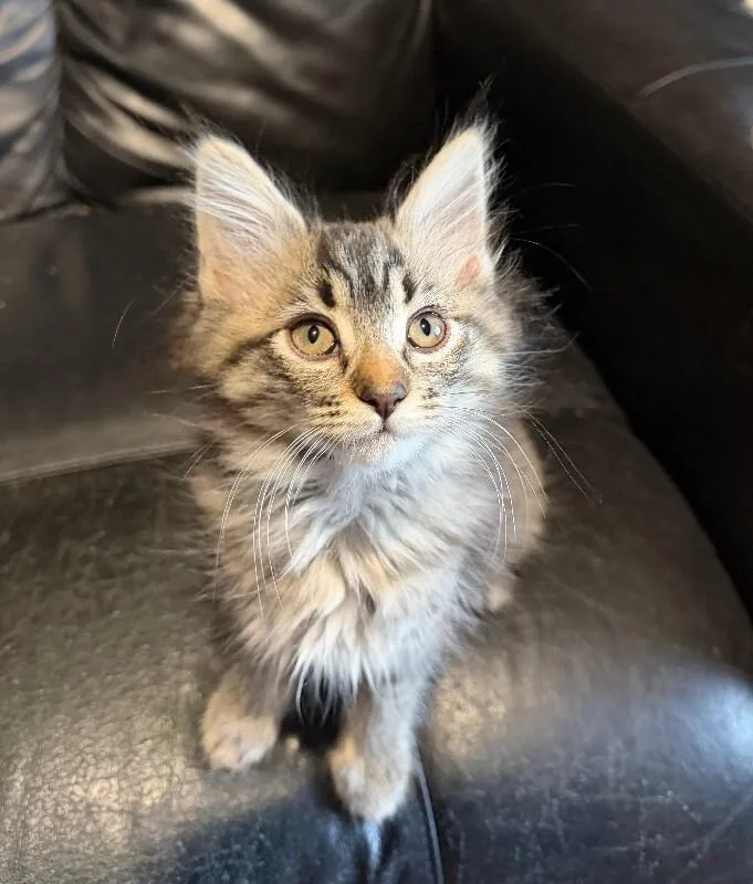 A baby medium-sized female Gray & White Maine Coon cat named Penne Noodles Litter for adoption in Anthem, AZ