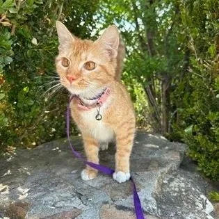 A baby medium-sized female American Shorthair cat named Cassy for adoption in Danbury, CT