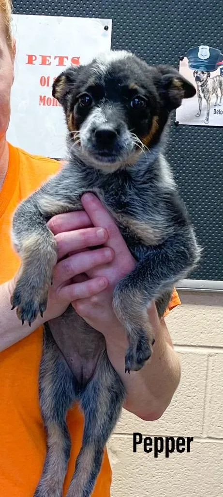 A baby small-sized female Australian Cattle Dog / Blue Heeler dog named Pepper for adoption in Clearfield, KY
