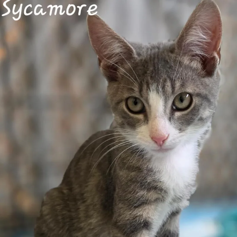 A baby small-sized male Gray / Blue / Silver Domestic Short Hair cat named Sycamore for adoption in Waldorf, MD