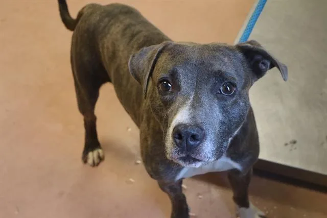 An adult medium-sized male Mixed Breed dog named Bryon for adoption in Columbia, SC