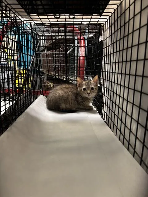 A baby small-sized female Domestic Short Hair cat named Salitre for adoption in Miami, FL