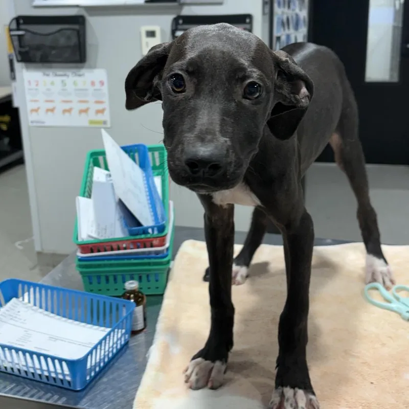 A baby medium-sized female Labrador Retriever dog named Carla for adoption in Tampa, FL