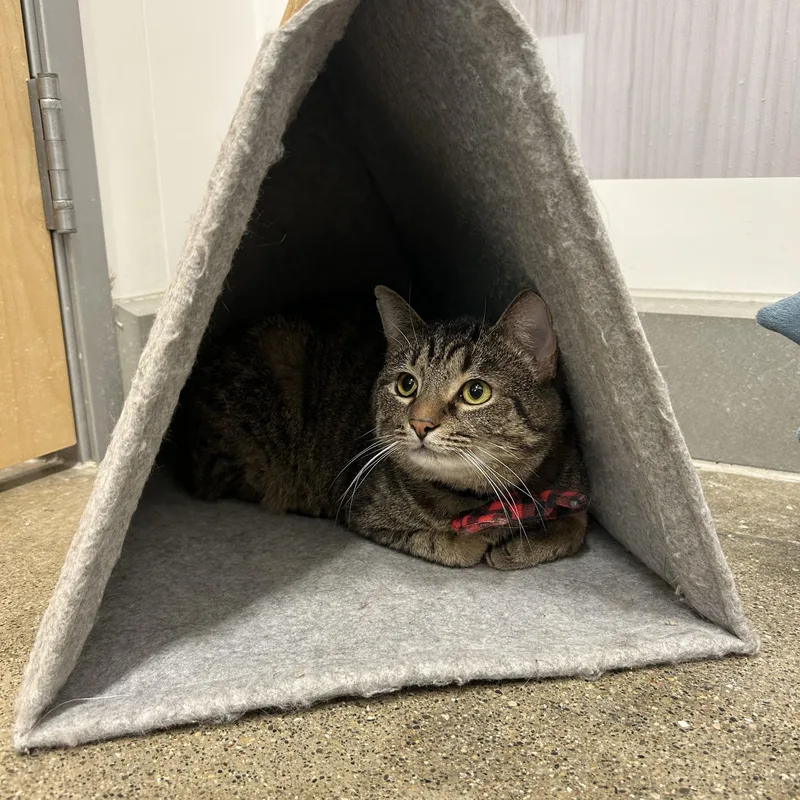 A young medium-sized male Tabby (Brown / Chocolate) Domestic Short Hair cat named Gomez for adoption in Columbus , OH