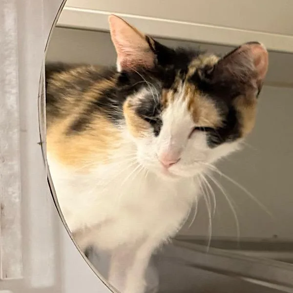 An adult medium-sized female Domestic Short Hair cat named Rocks for adoption in Des Moines, IA