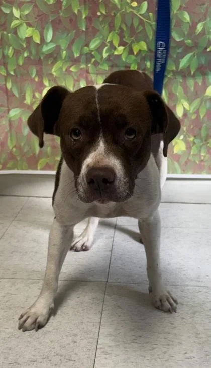 An adult medium-sized female American Staffordshire Terrier dog named Laverne for adoption in San Antonio, TX