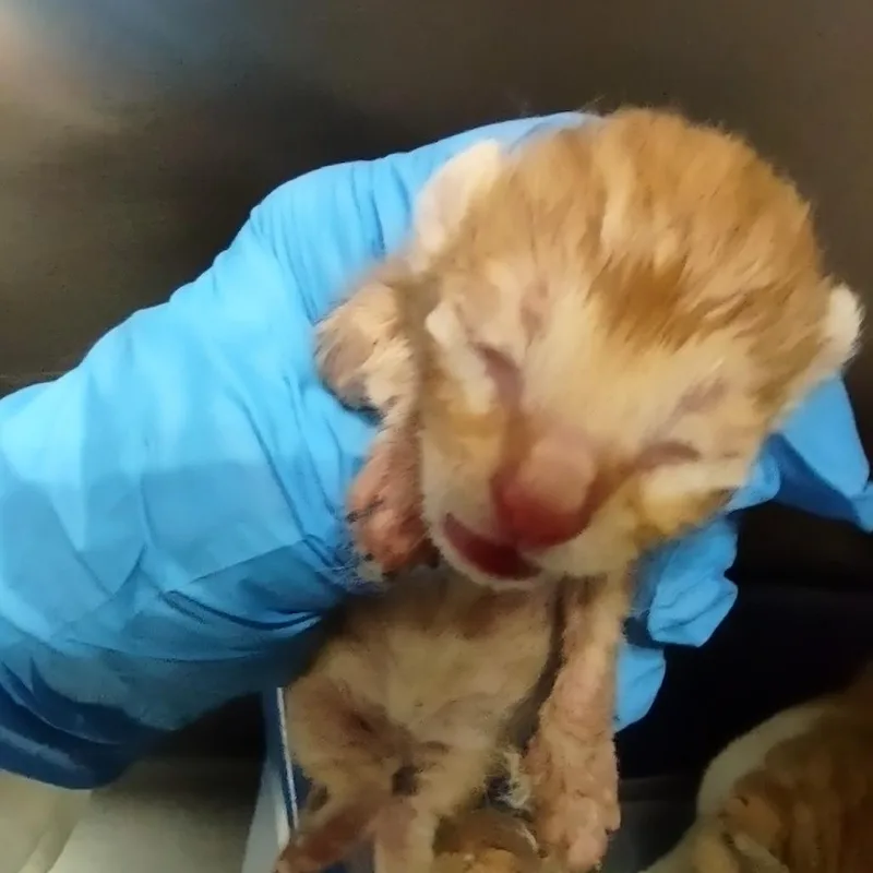 A baby small-sized male Orange / Red Domestic Short Hair cat named Conan for adoption in Upland, CA