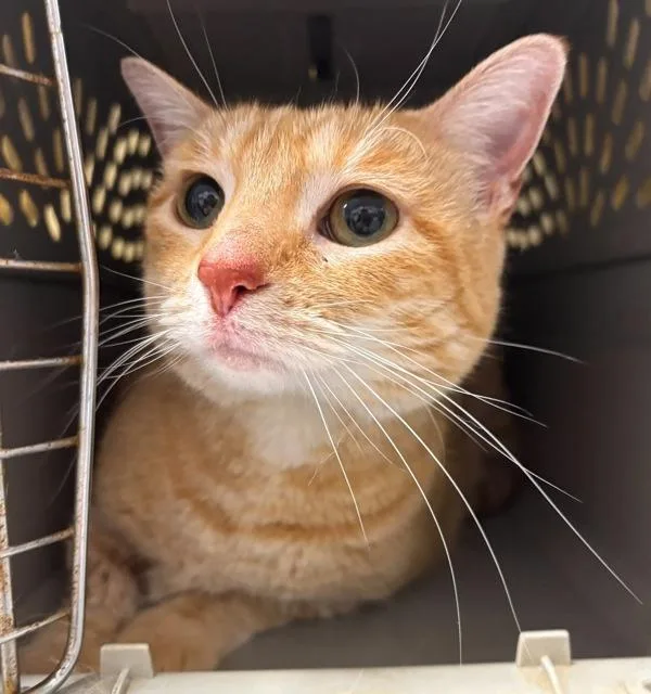 A senior small-sized female Domestic Short Hair cat named Tami for adoption in Des Moines, IA