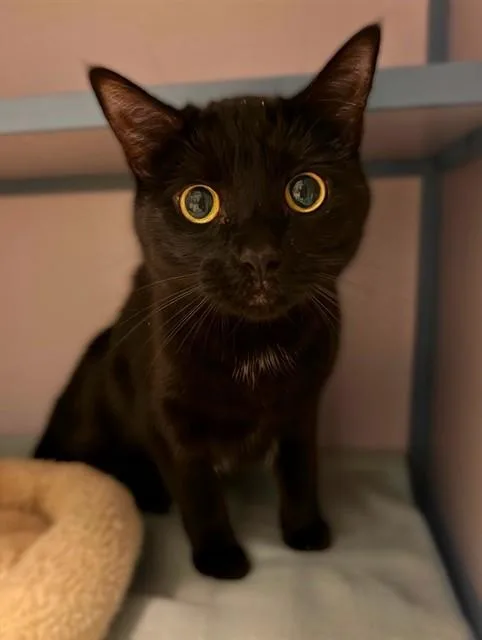A young medium-sized female Domestic Short Hair cat named Astrid for adoption in Agoura, CA