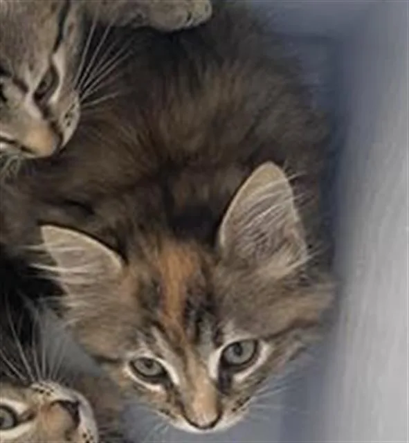 A baby medium-sized female Domestic Short Hair cat named Dory for adoption in Dallas, TX