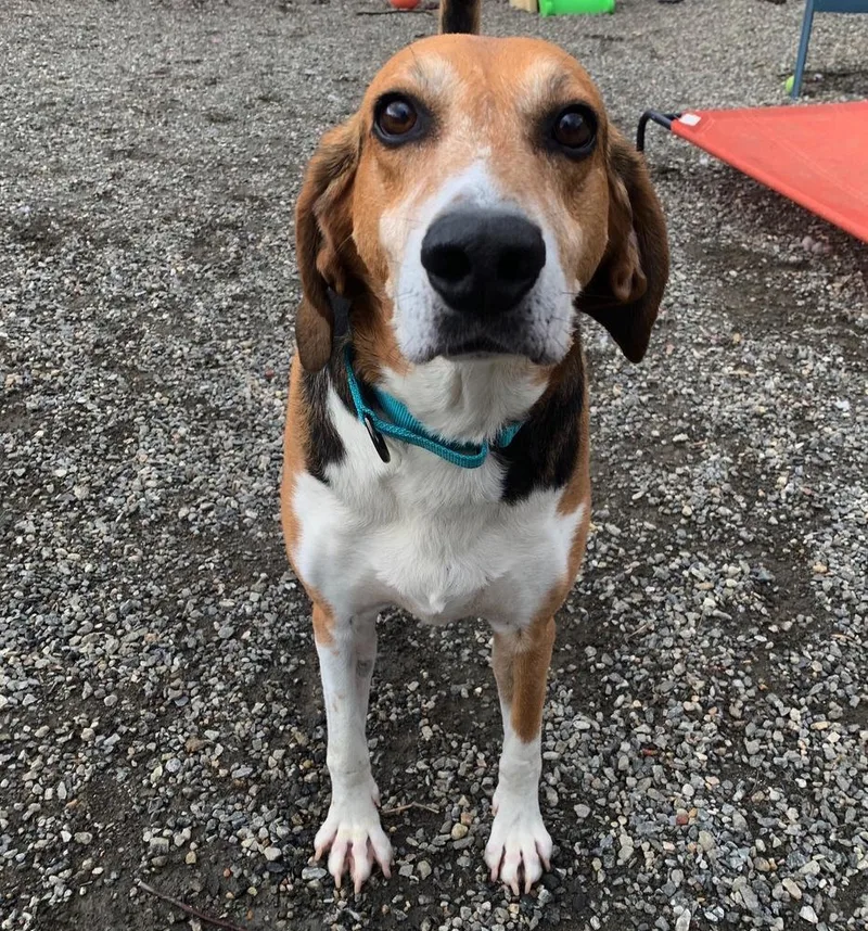 An adult medium-sized male Coonhound dog named Kemp for adoption in Elmsford, NY