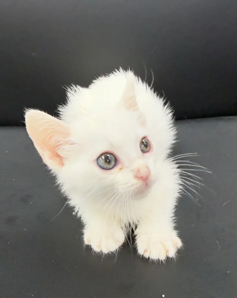 A baby medium-sized male Siamese cat named Wyatt for adoption in San Pedro, CA