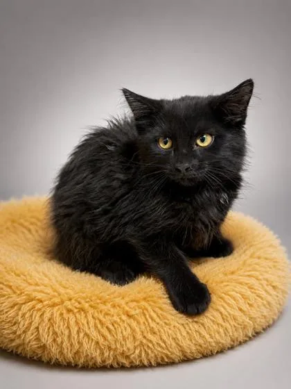 A young medium-sized male Domestic Long Hair cat named Leo for adoption in Bowling Green, KY