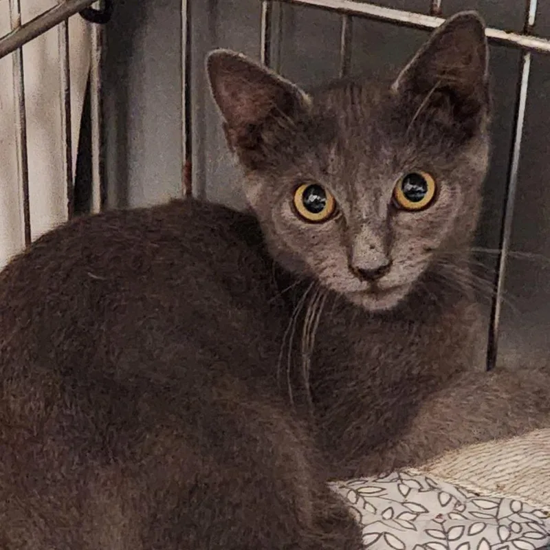 A baby small-sized male Gray / Blue / Silver Domestic Short Hair cat named Dodge K for adoption in Corsicana, TX