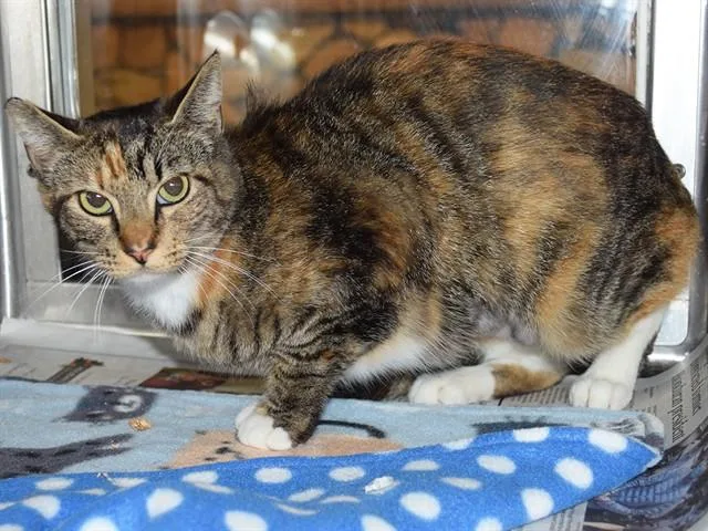 A young small-sized female Domestic Short Hair cat named Bonita for adoption in Sacramento, CA