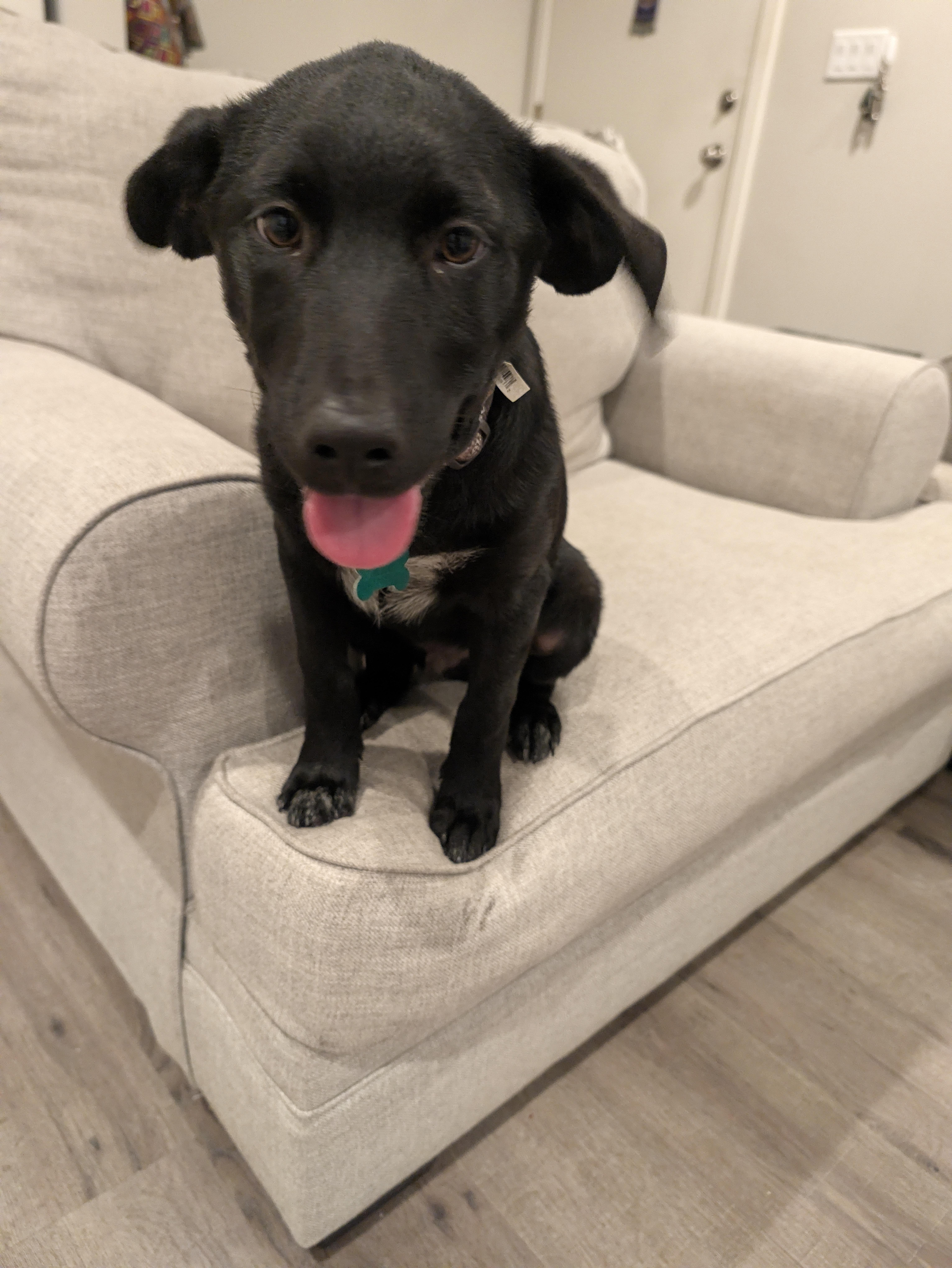 A baby medium-sized male Labrador Retriever dog named Jack for adoption in Aurora, IL