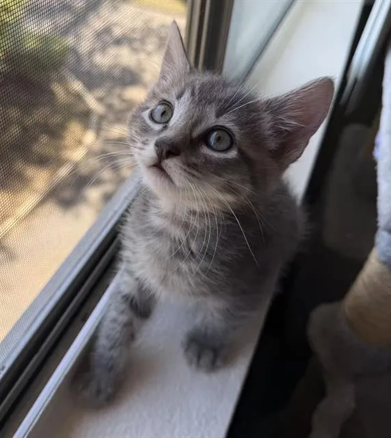 A baby small-sized male Domestic Short Hair cat named Xixi for adoption in Tustin, CA