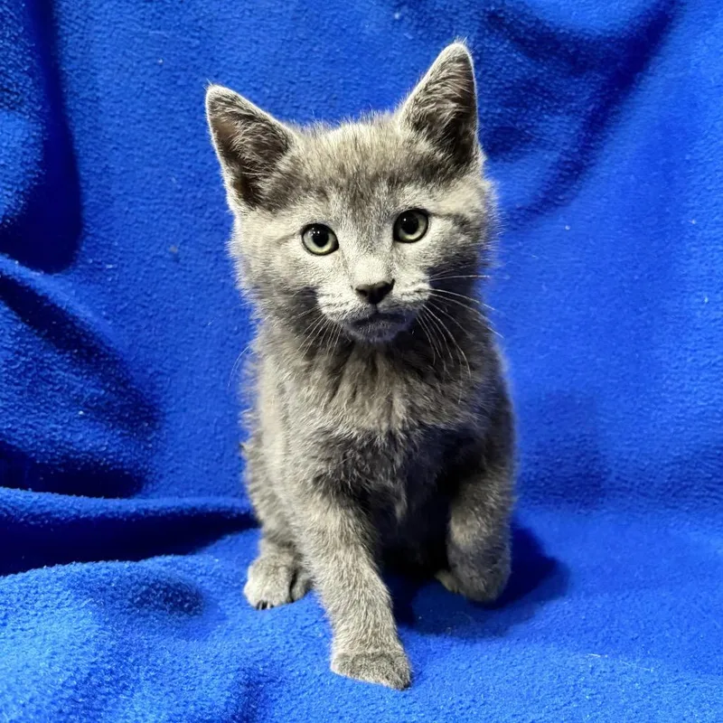 A baby small-sized male Gray / Blue / Silver Domestic Short Hair cat named Buzz for adoption in Smithville, TN