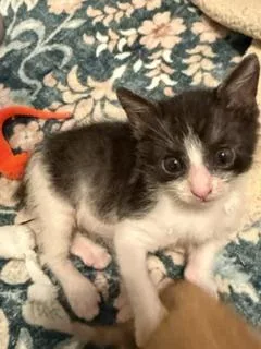 A baby small-sized female Black Domestic Short Hair cat named Ramen for adoption in Covington, LA