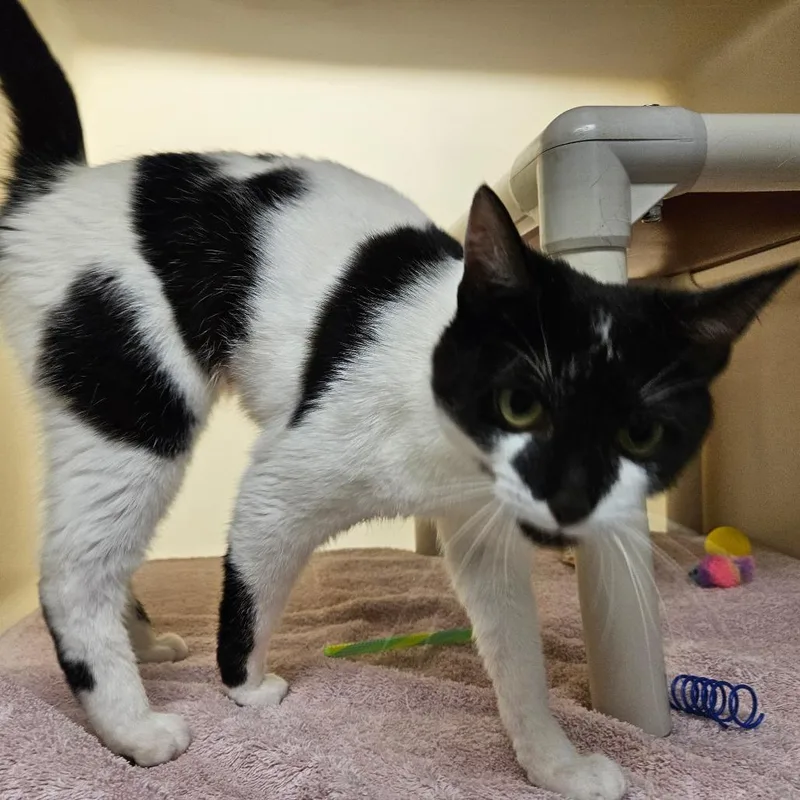 A young medium-sized female Black Domestic Short Hair cat named Sheila for adoption in Harrisonburg, VA