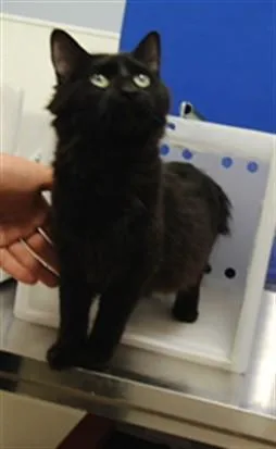 A young small-sized female Domestic Medium Hair cat named Dominica for adoption in Albuquerque, NM