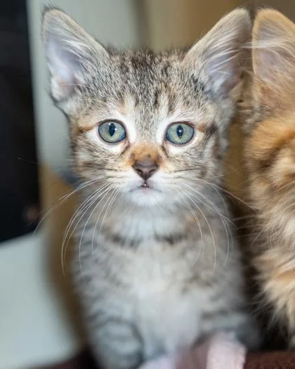 A baby small-sized female Domestic Medium Hair cat named Emma for adoption in Pequot Lakes, MN