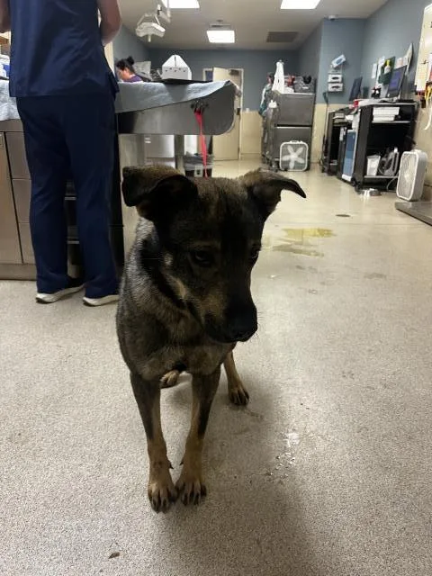 An adult medium-sized male German Shepherd Dog dog named Borris for adoption in Riverside, CA