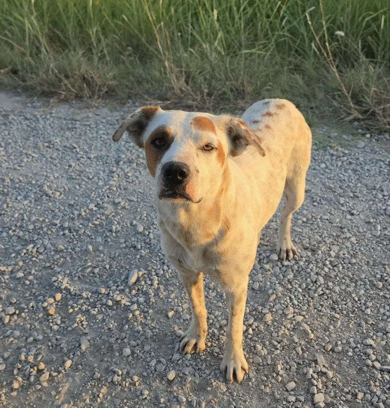 An adult medium-sized female Australian Shepherd dog named Sage for adoption in Wolfe City, TX