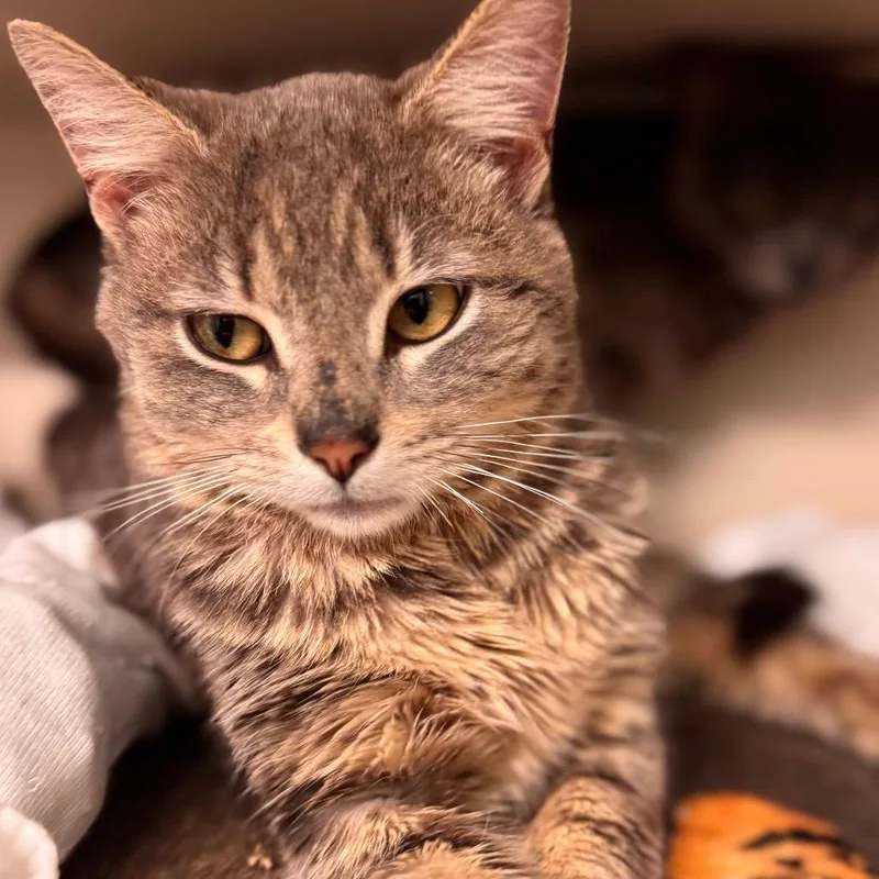 A young medium-sized male Gray / Blue / Silver Domestic Short Hair cat named Husky for adoption in Wheeling, IL