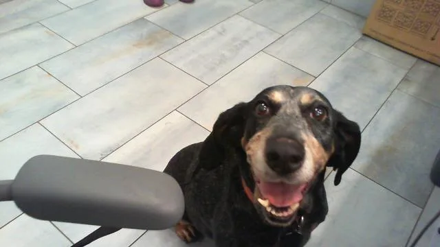 A senior large-sized female Bluetick Coonhound dog named Ladybug for adoption in Charlotte, NC