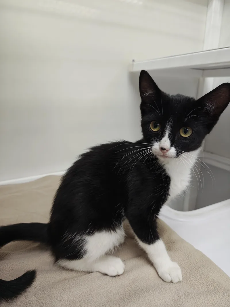 A baby small-sized female Black & White / Tuxedo Domestic Short Hair cat named Mystery for adoption in Oconto, WI
