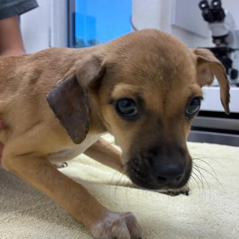 A baby small-sized female Terrier dog named Mika for adoption in Corpus Christi, TX