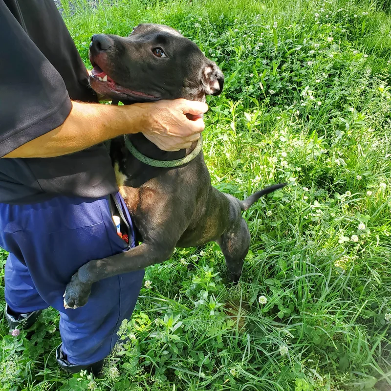 A young medium-sized female Black American Staffordshire Terrier dog named Aurelia for adoption in Jersey city, NJ