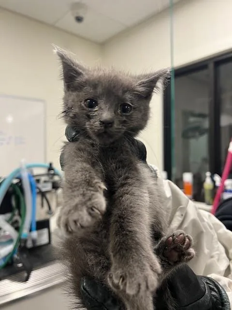 A baby small-sized female Domestic Short Hair cat named Asapa for adoption in Santa Barbara, CA