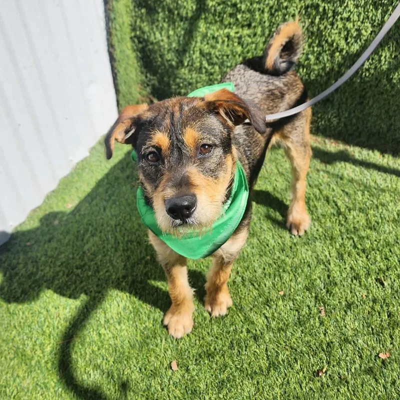 A baby medium-sized male Black Terrier dog named Cole for adoption in Oak Point, TX