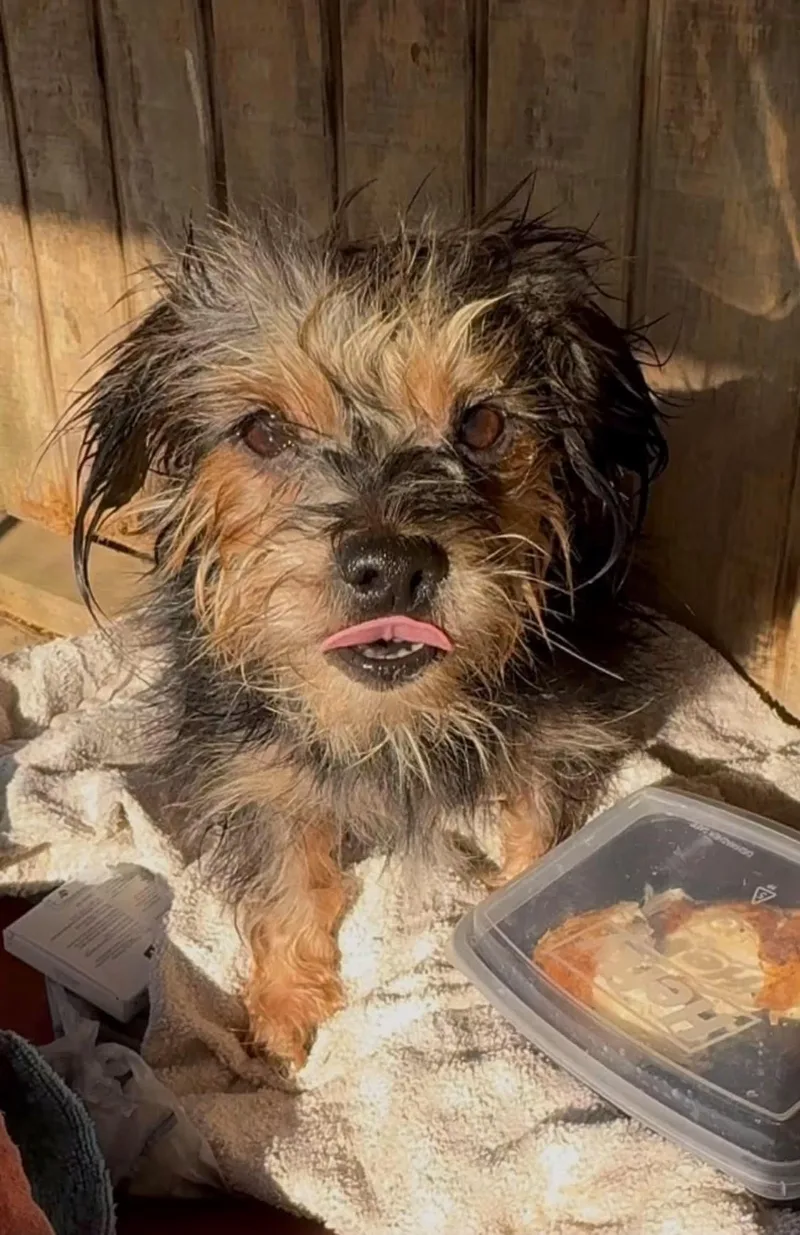 An adult small-sized female Yorkshire Terrier dog named Brandy for adoption in Woodlawn, TN