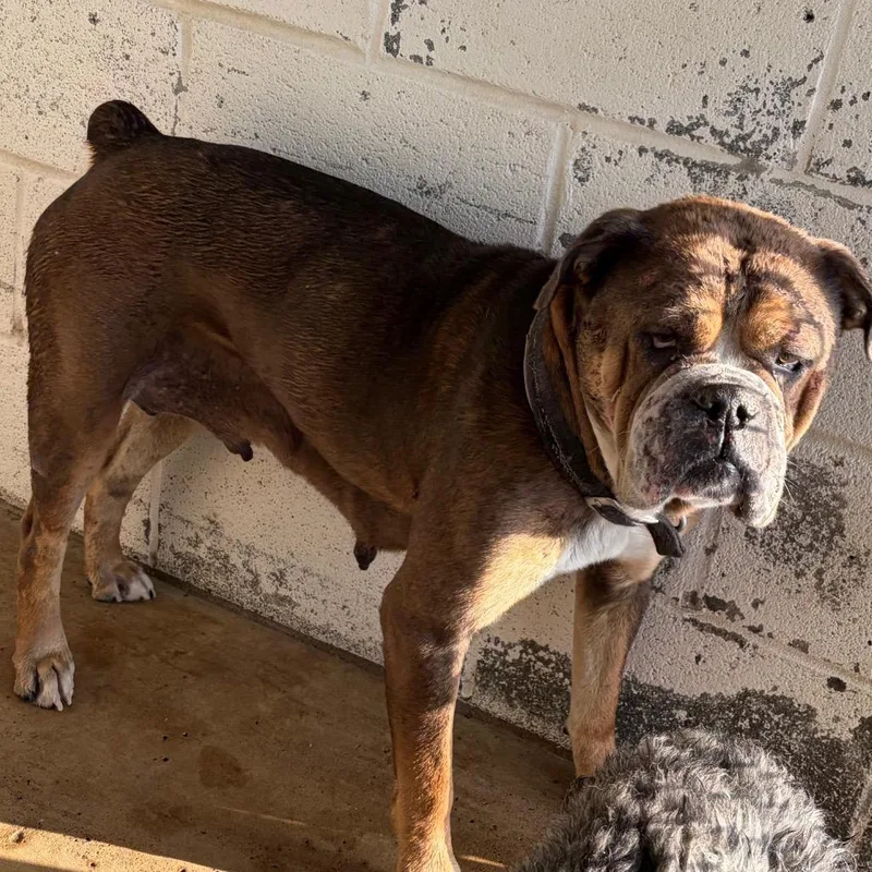 An adult medium-sized female Gray / Blue / Silver American Bulldog dog named Zara for adoption in Edinburg, TX