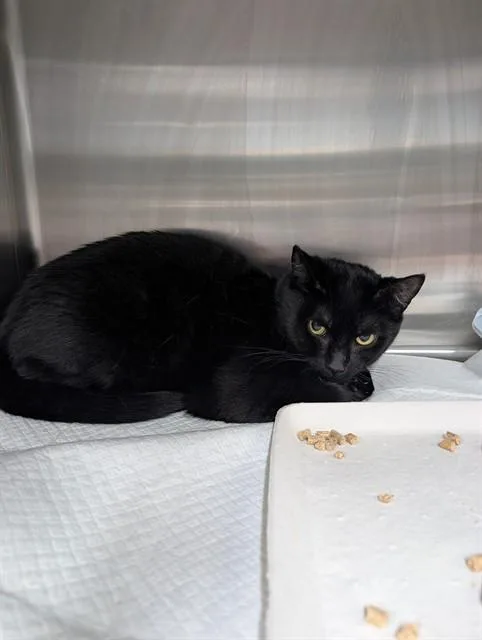 An adult small-sized male Domestic Short Hair cat named Arenda for adoption in Westminster, MD