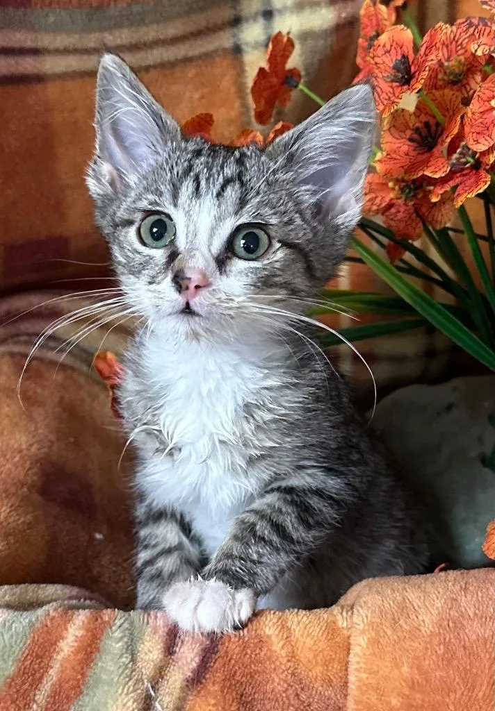 A baby small-sized male Domestic Short Hair cat named Ernie for adoption in Stillwater, OK