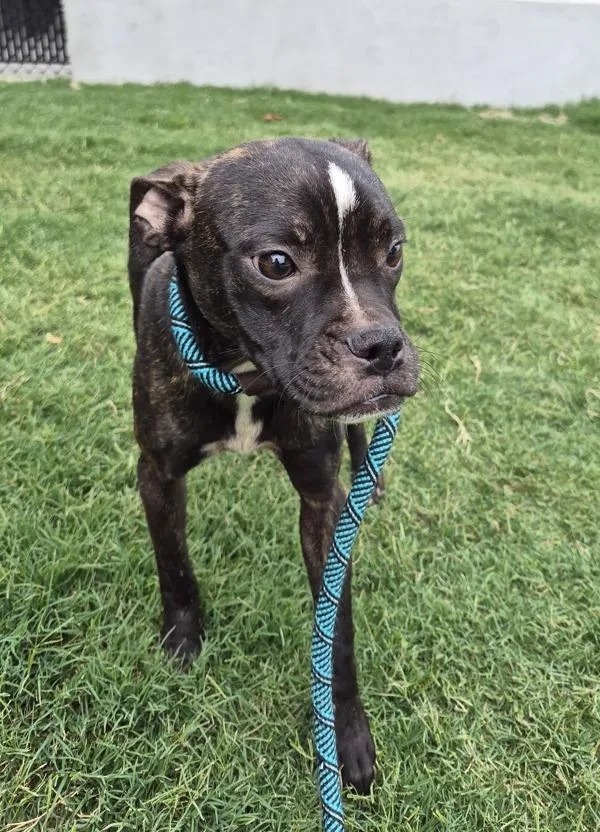 An adult small-sized female Boxer dog named Pen  Penny for adoption in Lawrenceville, GA