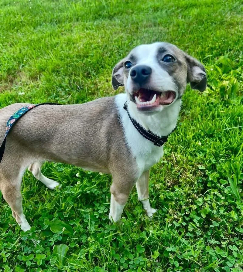 A young small-sized female Tricolor (Brown, Black, & White) Boston Terrier dog named Zig Zag : Ziggy for adoption in Aurora, IN
