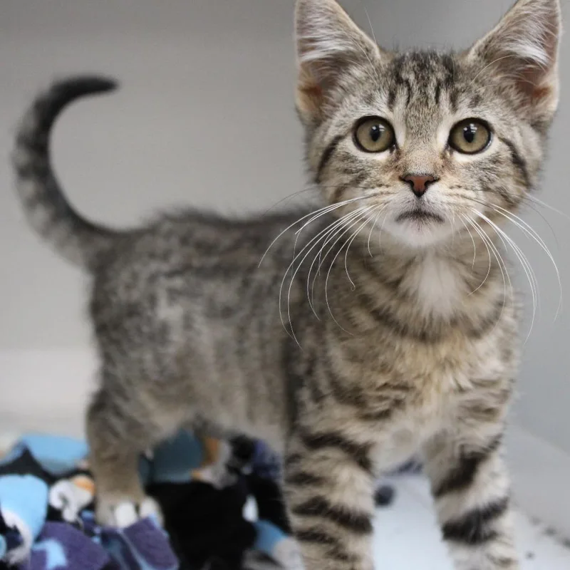 A baby small-sized female Brown / Chocolate Domestic Short Hair cat named Spur for adoption in Champaign, IL